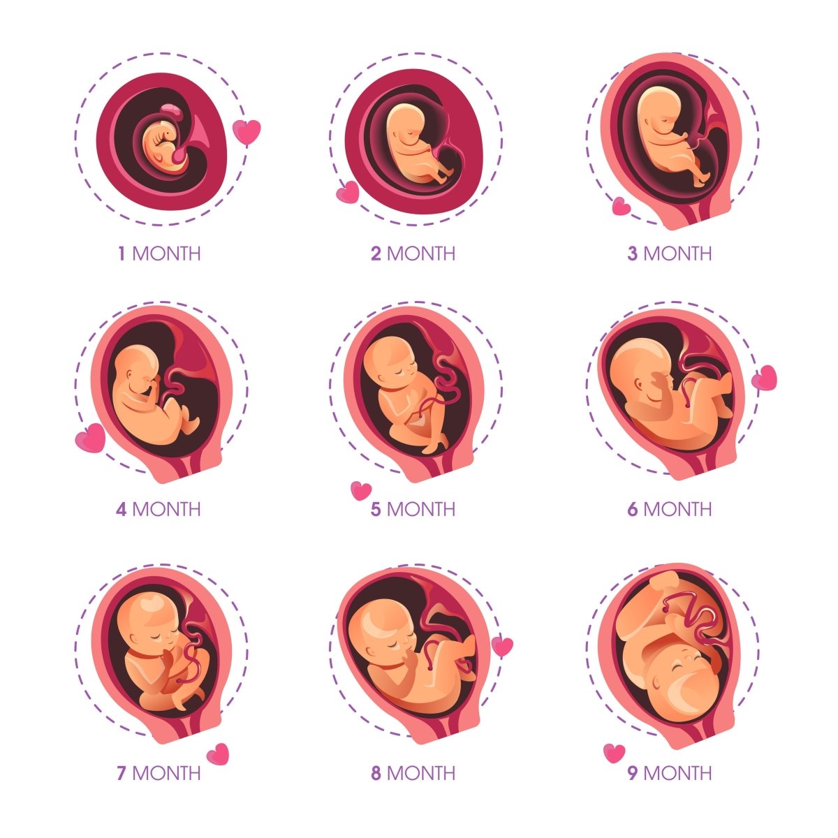 Trimester Overview Pregnancy Trimesters and Fetal Development - What your baby looks at ...